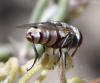 Craticulina sp.